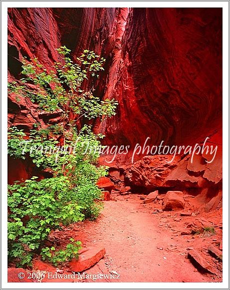 450337C   Another View inside the Red Canyon, Boulder, Utah 